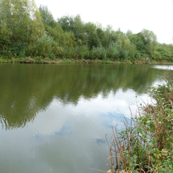 Molands lake at Packington Somers Fishery near Meriden