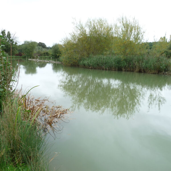 Marsh Lake at Peatling Match Lakes in Leicestershire