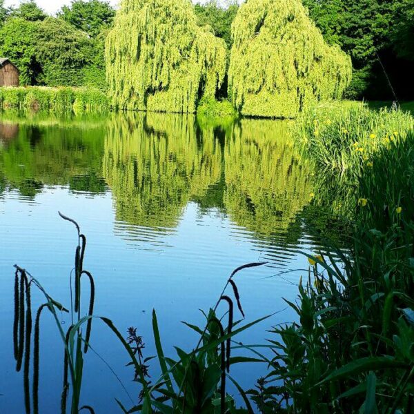 Specimen Pool at the Ridings Fishery near Atherstone