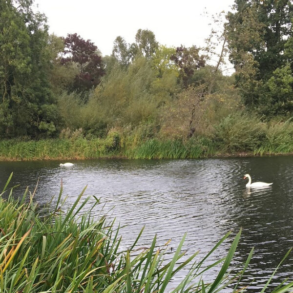 Willows Pool at Kingsbury Water Park in the West Midlands