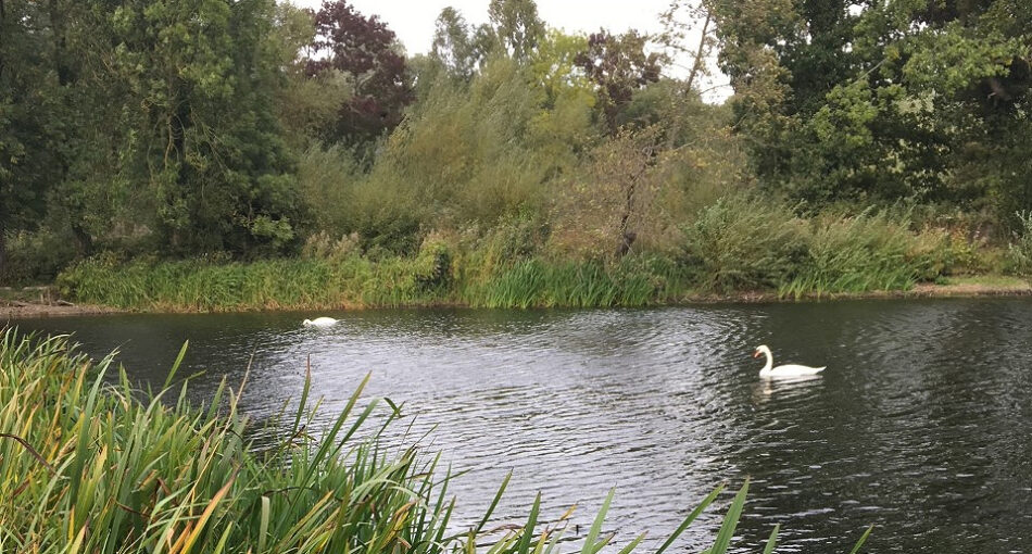 Willows Pool at Kingsbury Water Park in the West Midlands