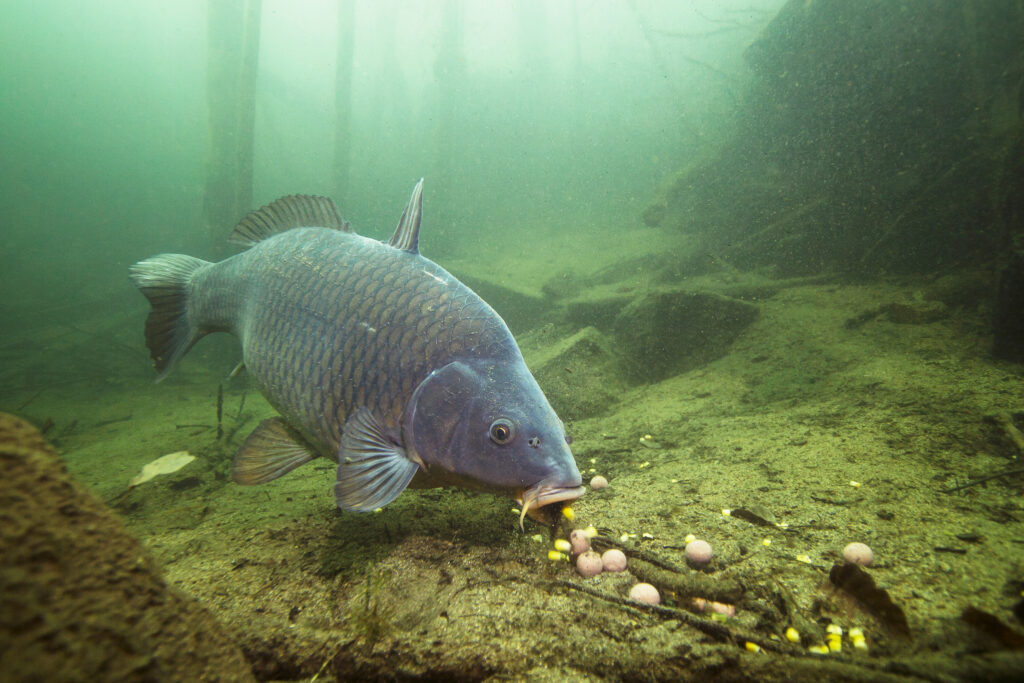 Carp feeding in a fishing lake