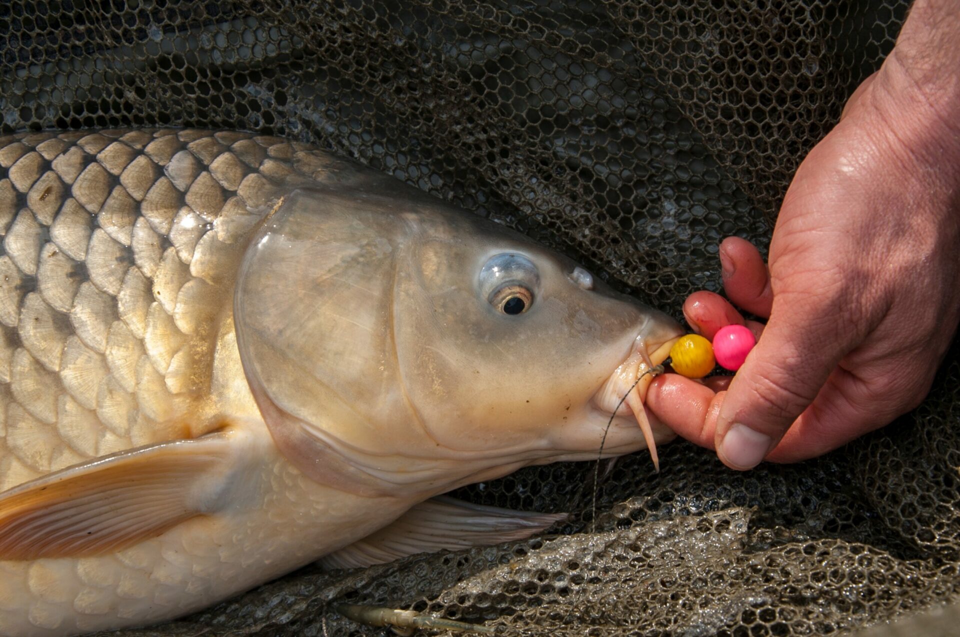 Advertise your fishery