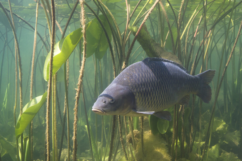 All the team here at Fisheries.co.uk are also anglers.