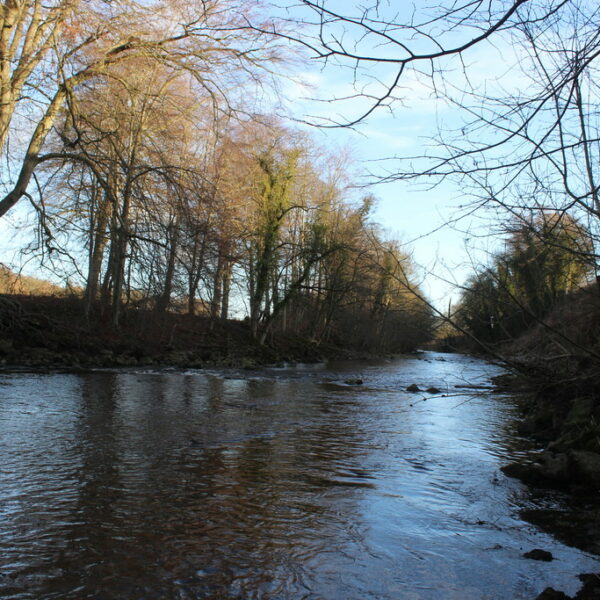 Fishing rights for sale on the River Wear