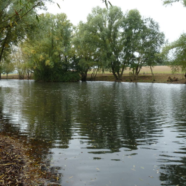 Blueberry Fields exclusive carp fishery near Ledbury in Herefordshire