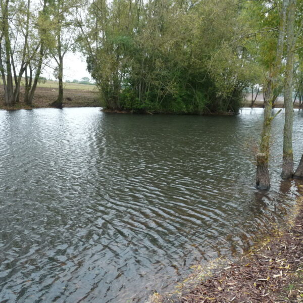 Blueberry Fields exclusive carp fishery near Ledbury in Herefordshire