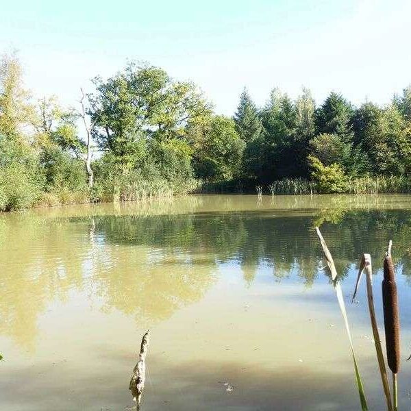 Fishing lakes and land for sale in Chulmleigh, Devon