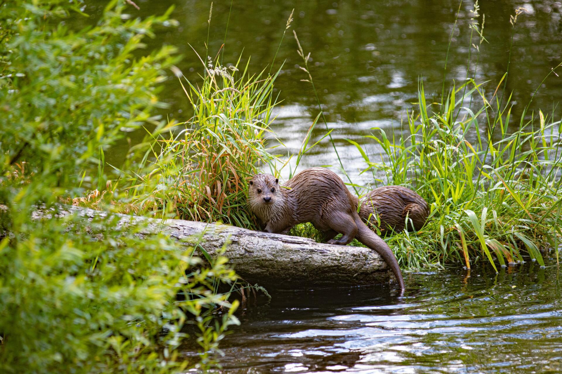 Otter Stop