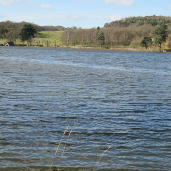 Cropston Angling trout and pike fishing at Leicestershire's Cropston Reservoir