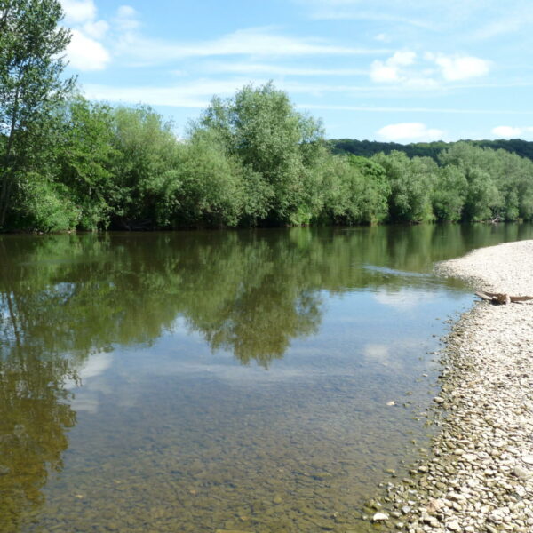 Muskets swim at Ingestone Fishery at Foy in Herefordshire