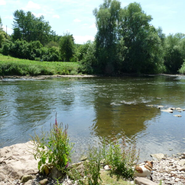 Paddy's Point swim at Ingestone Fishery at Foy in Herefordshire