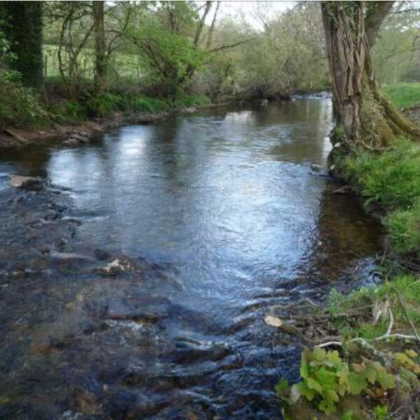 Fishing holidays on the River Avon at Yeo Farm, Loddiswell