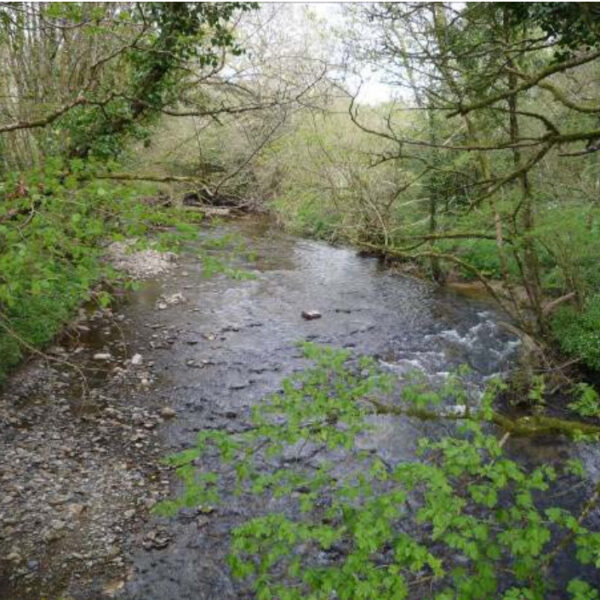 Fishing holidays on the River Avon at Yeo Farm, Loddiswell