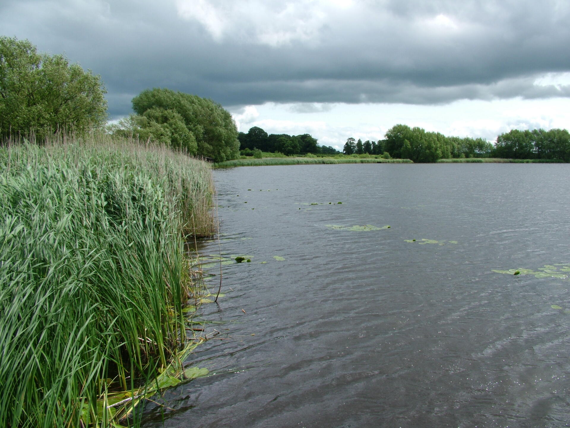 Reedmace can protect lake banks