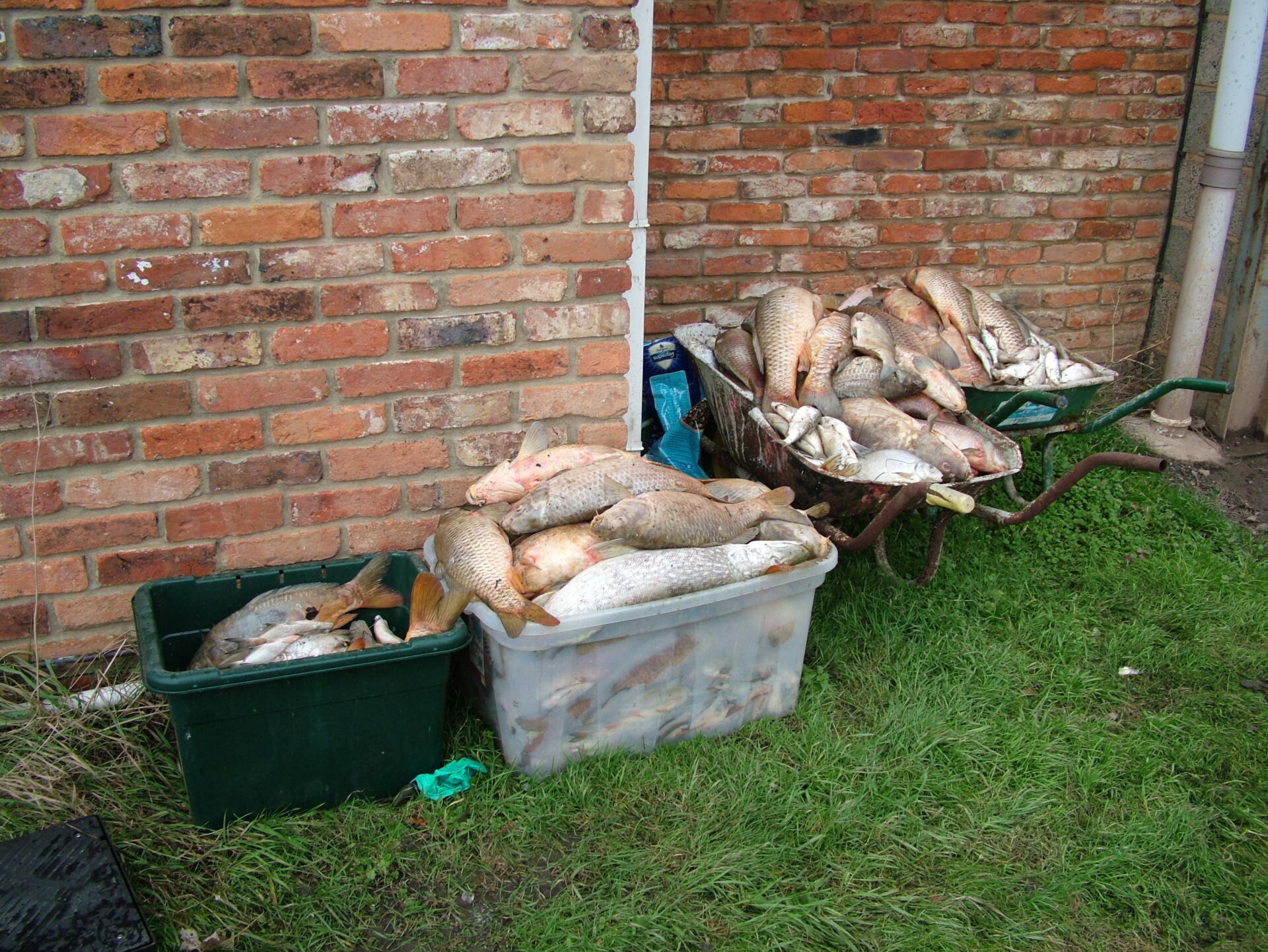 Dead fish following a winter fish kill