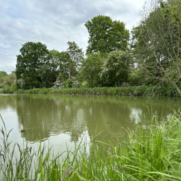 Mature and very pretty - Lake 1 at Fosseway Fishery