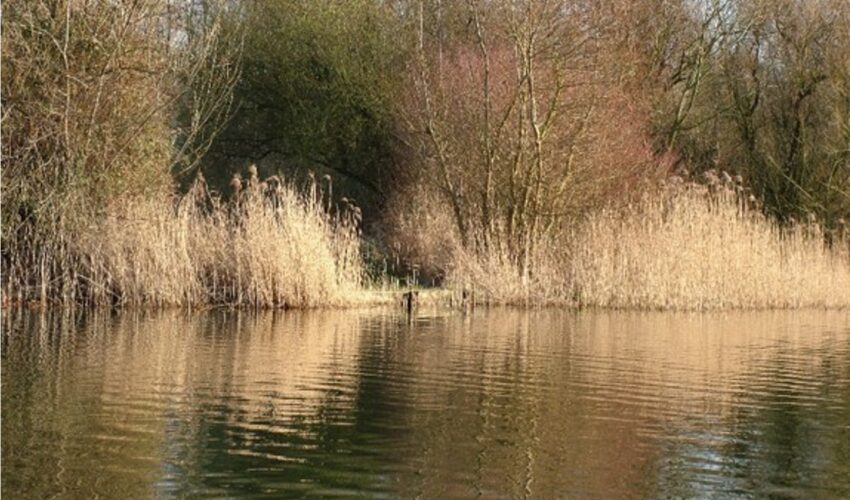 Clumps of Common Reed provide spawning habitat for fish