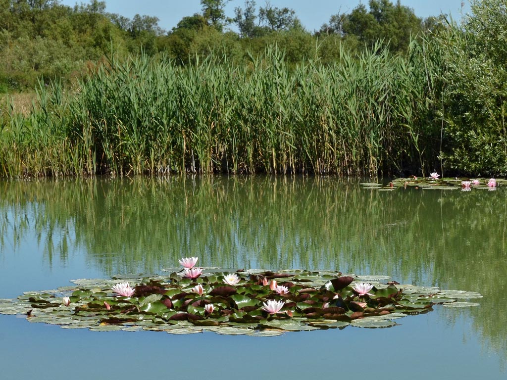 A delightful tench fishery with lily pads