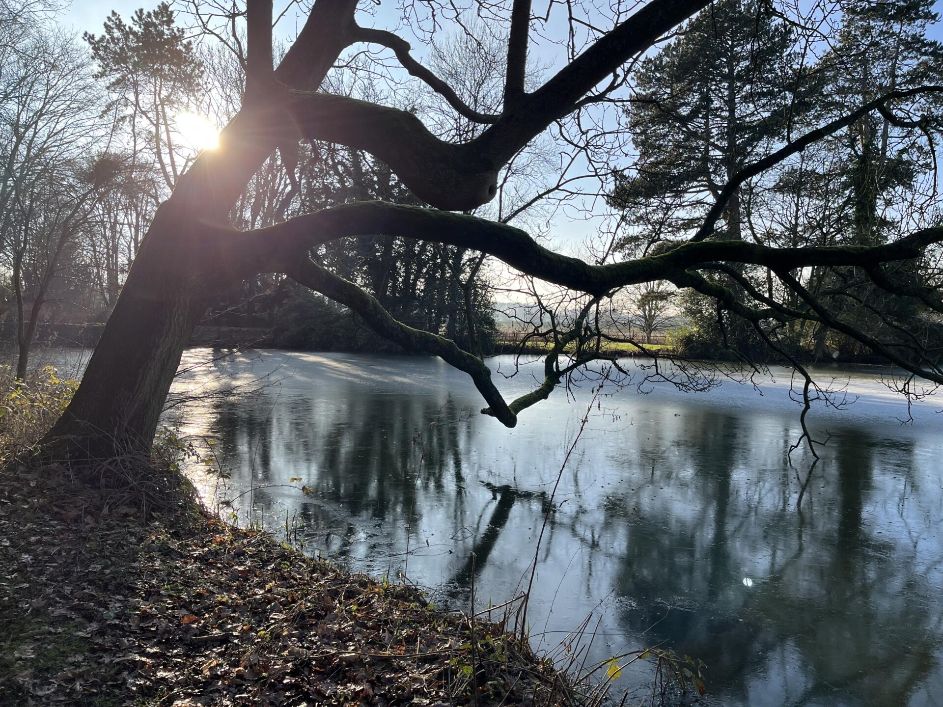 A fishing lake with a peg under an overhanging tree