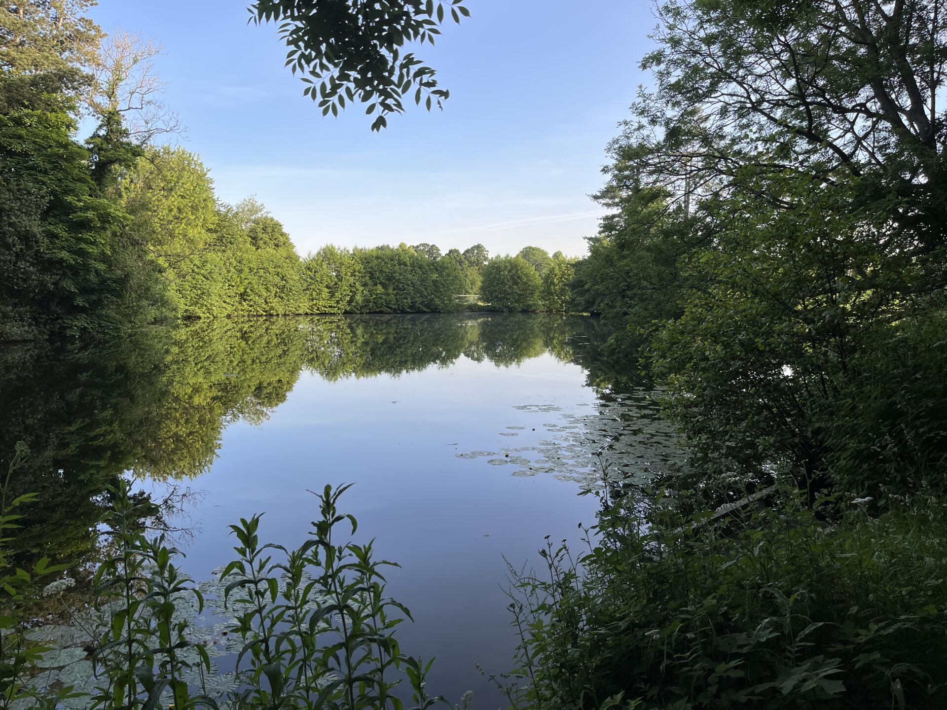 Look for features such as trees, weed patches, lily pads around the lake that may hold fish.
