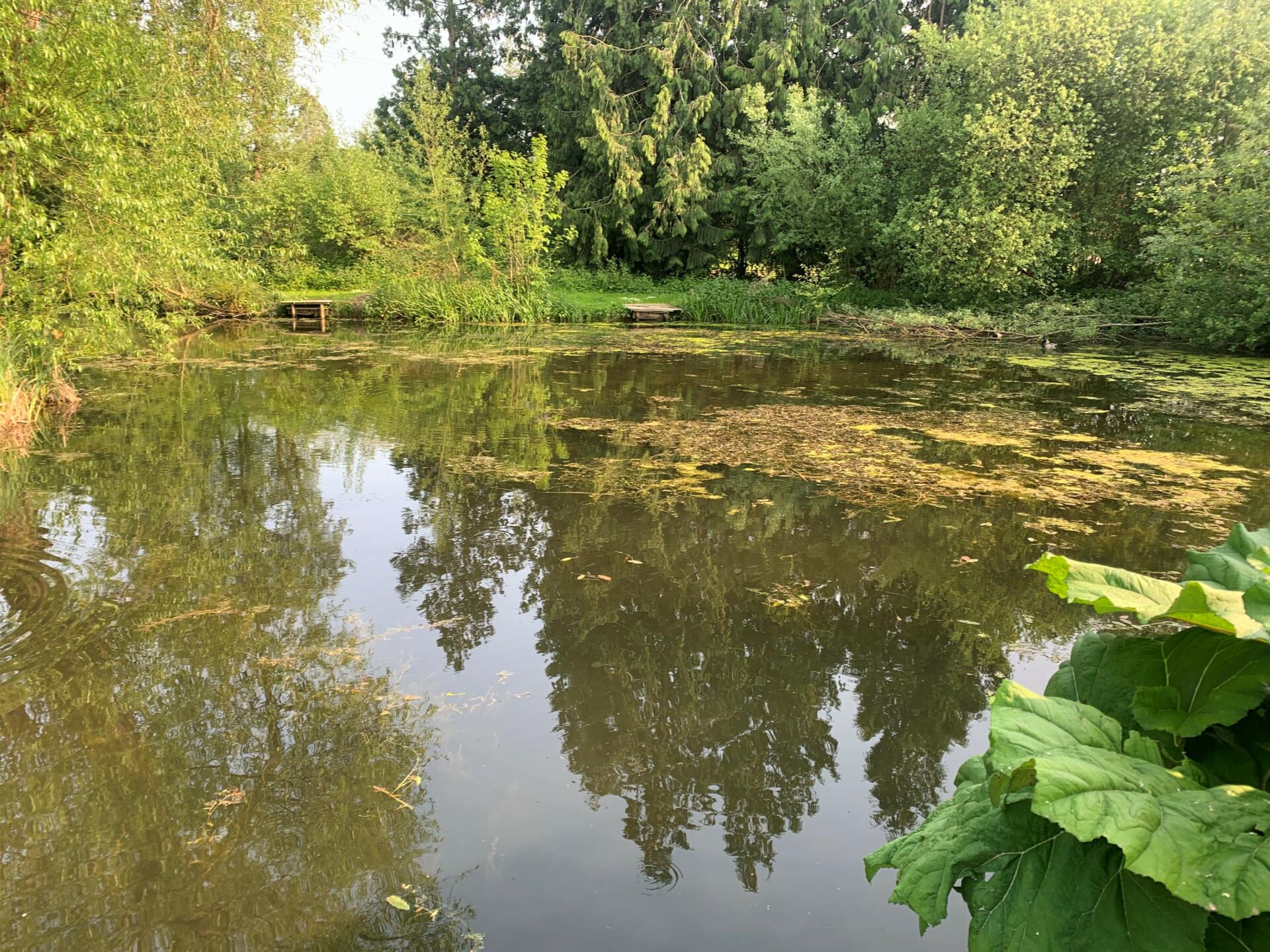 The Fishpond in Colwall - A typical swim that may contain Crucian carp.