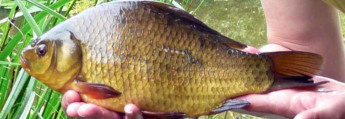 It’s time to catch a Crucian