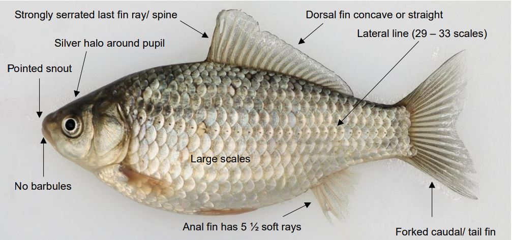 Prussian Carp - a new invader to British freshwaters