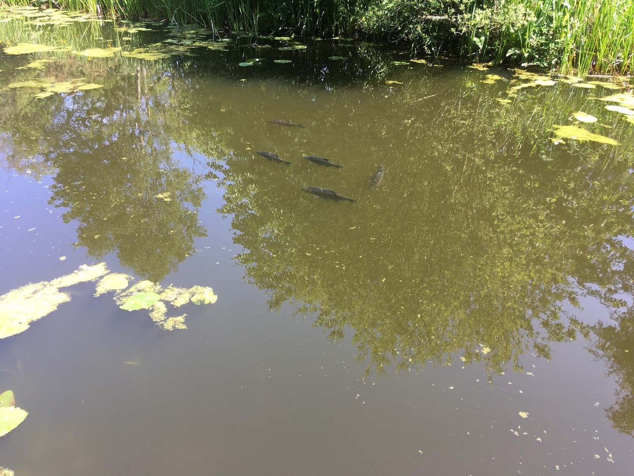 Fish floating near the surface of a lake