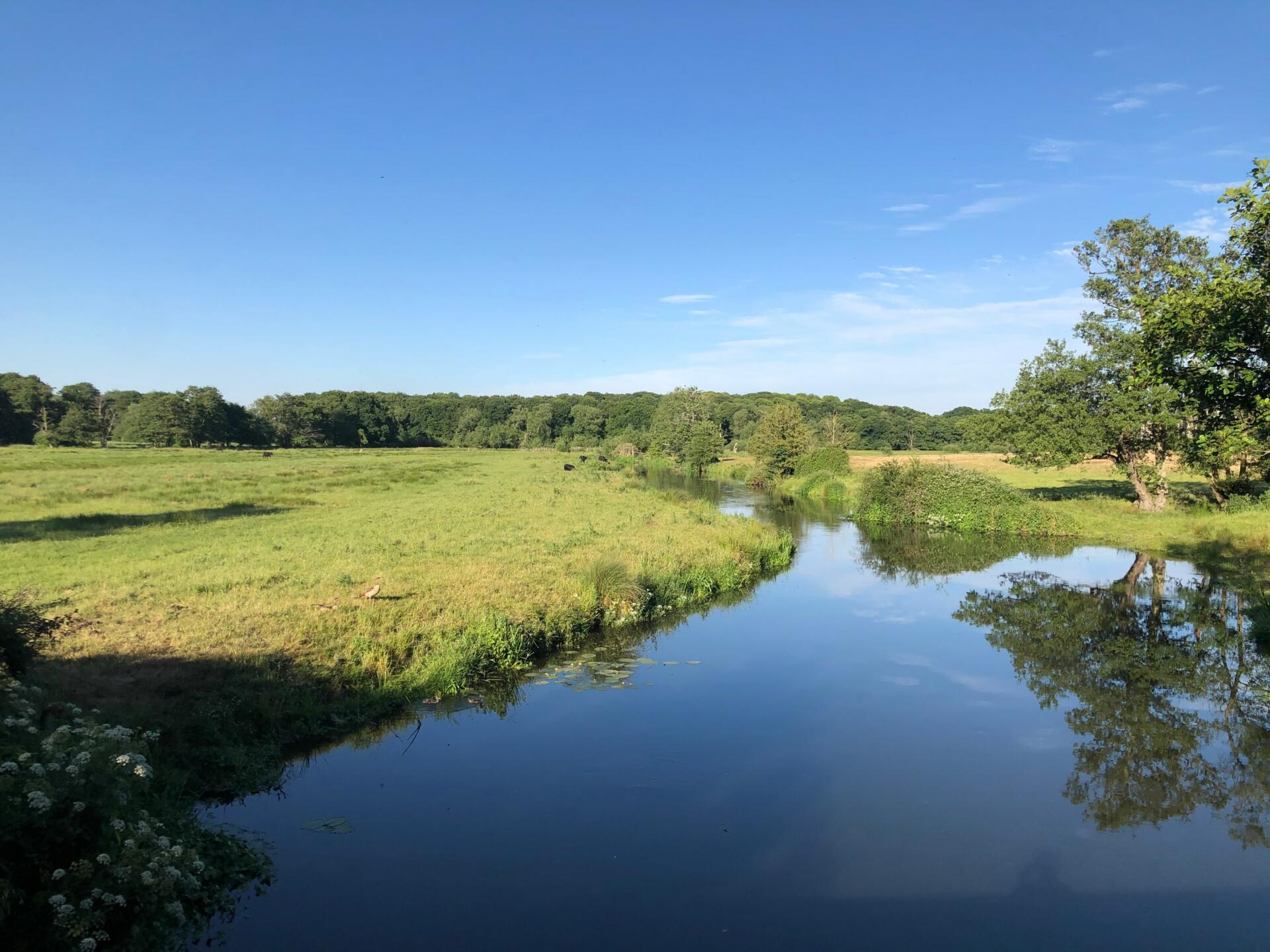 A beautiful, deep, steady, reed fringed stretch of river. What better place could there be on a sunny summer’s day?