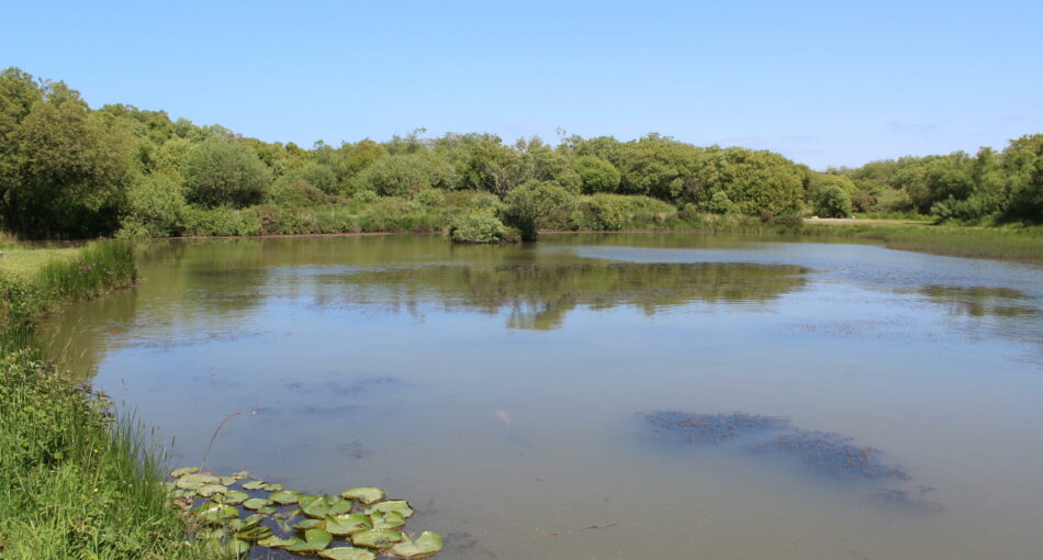 Caspar's Lake at Yet-y-Gors fishery and campsite in Pembrokeshire, Wales