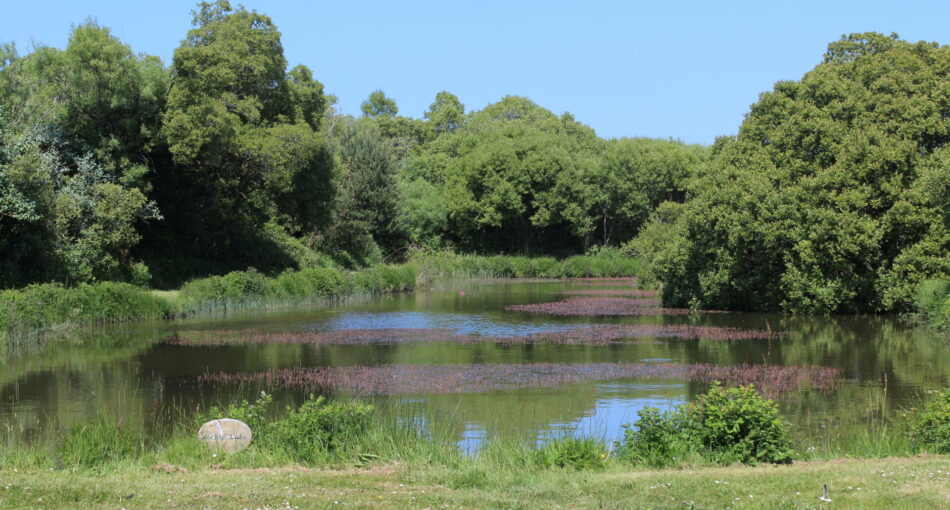 Rocky's Lake at Yet-y-Gors fishery and campsite in Pembrokeshire, Wales