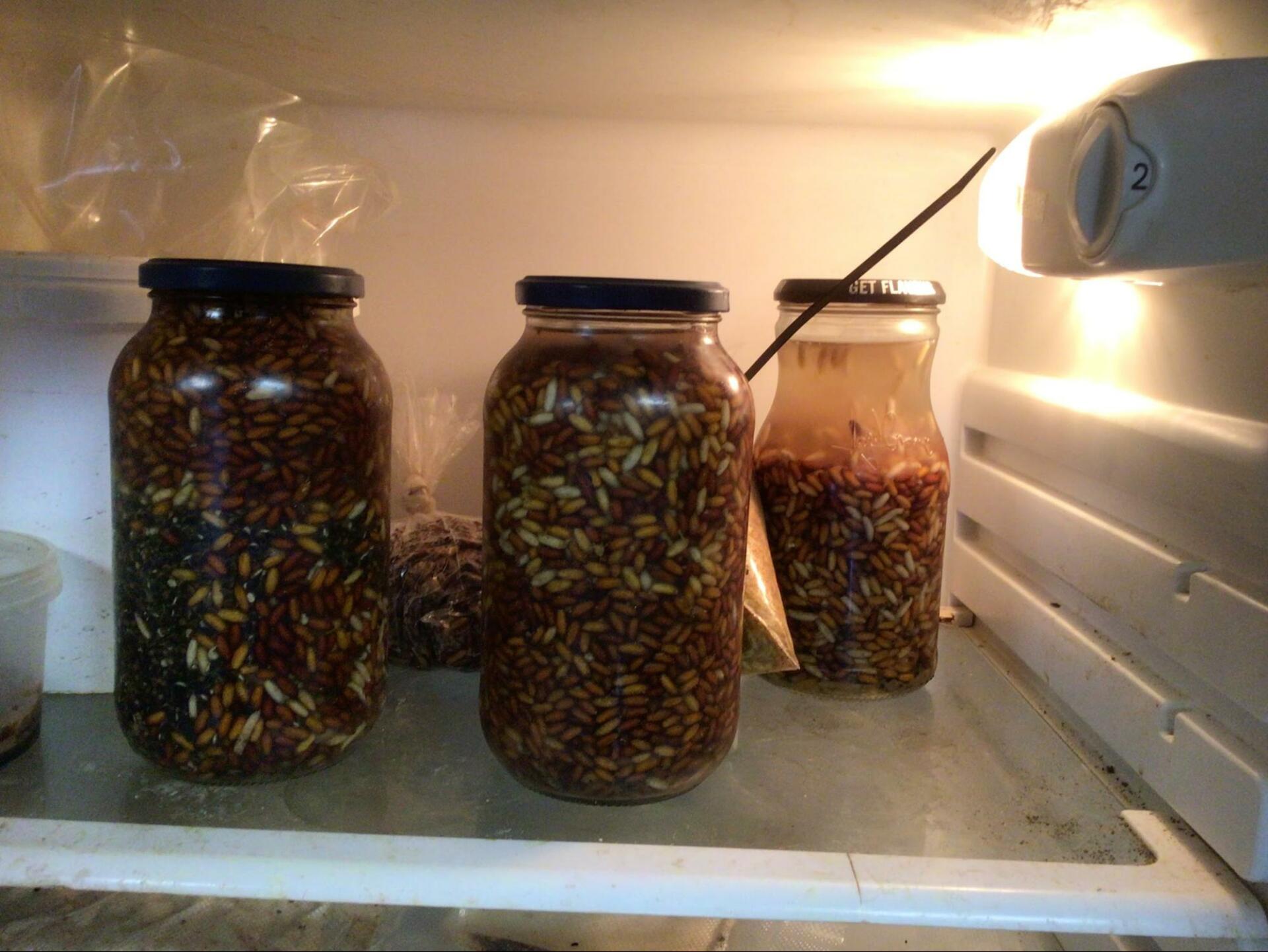 Simply fill a big jar with your casters, top up the jar right to the brim with fresh water, and put the top tightly back on the jar. You can keep casters like this for weeks in the fridge.