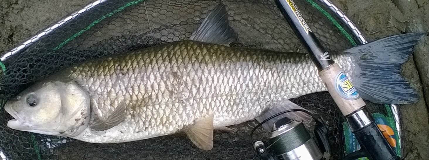 This is my biggest ever chub. It was caught a few years ago from the River Severn on waters managed by Rowley & District Angling Association at Coalport. I always tell everyone who will listen that it was at least seven pounds long but unfortunately only five pounds deep. At the time of capture this fish had absolutely no belly, it felt hollow, and would have easily reached seven pounds a few weeks later after it had fattened up again for winter.
