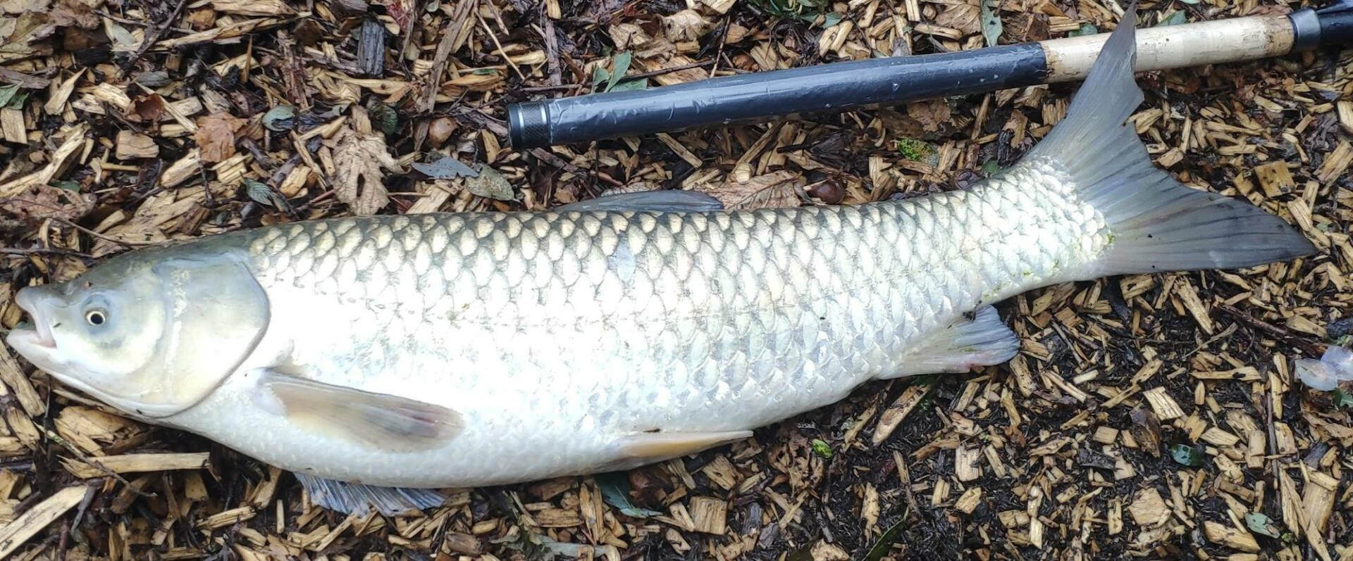 Watch out for Grass Carp like this one. Especially on commercial fisheries this is another species that is often confused with the chub. There will be many commercial waters that might stock both so be careful before you jump to the wrong conclusion. Though superficially similar to a chub - this grass carp was in excess of 8lbs - a fish this big would be getting near to the British record for a chub and if it were a chub it would have a head like a bulldog and a mouth like the Mersey Tunnel.