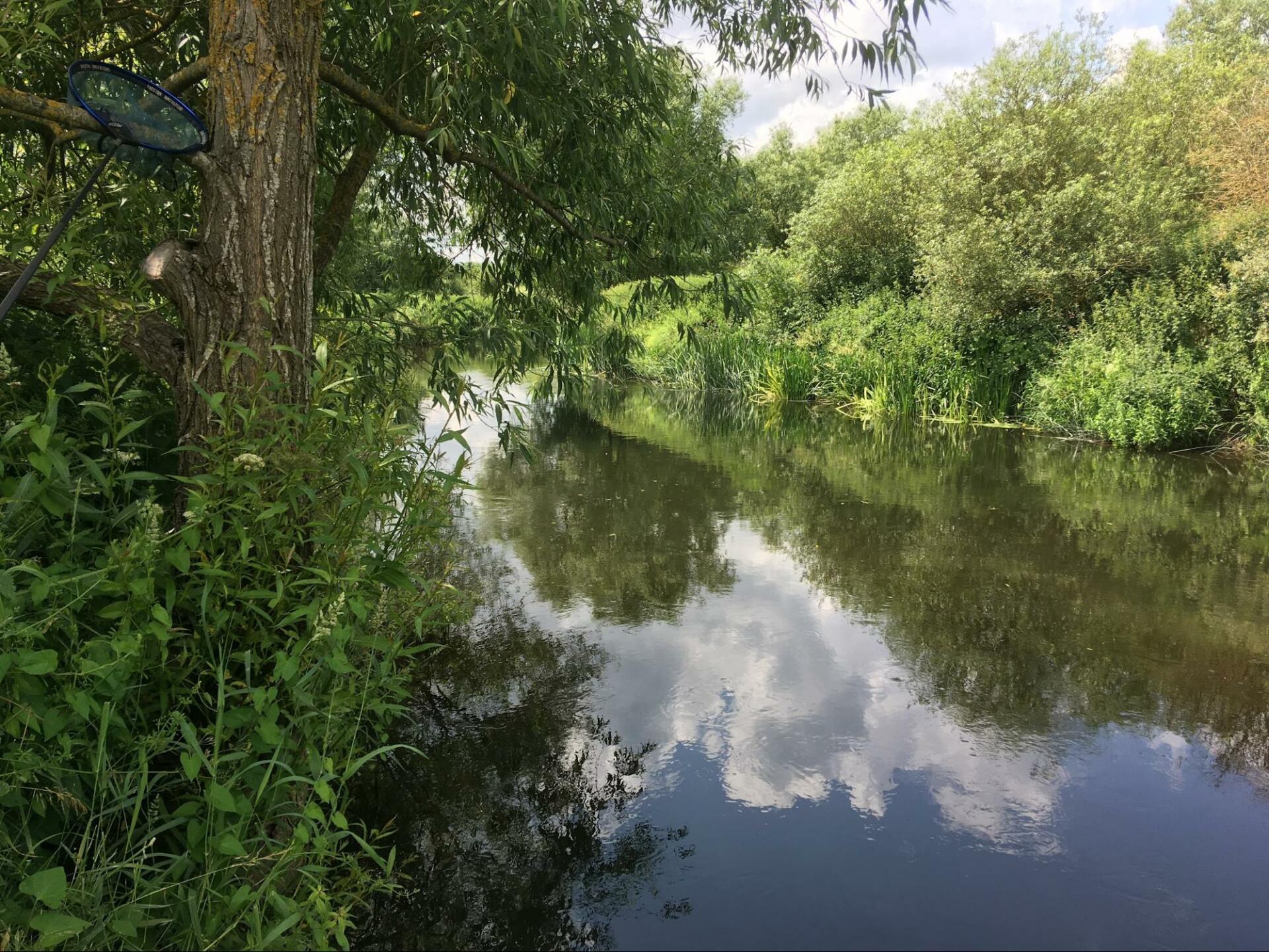 Fishing for Chub 