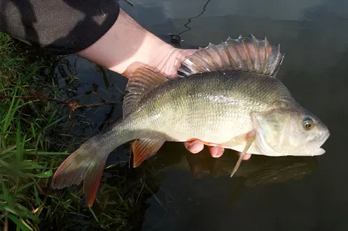 A Guide to how to fish legally - respect the fish you catch