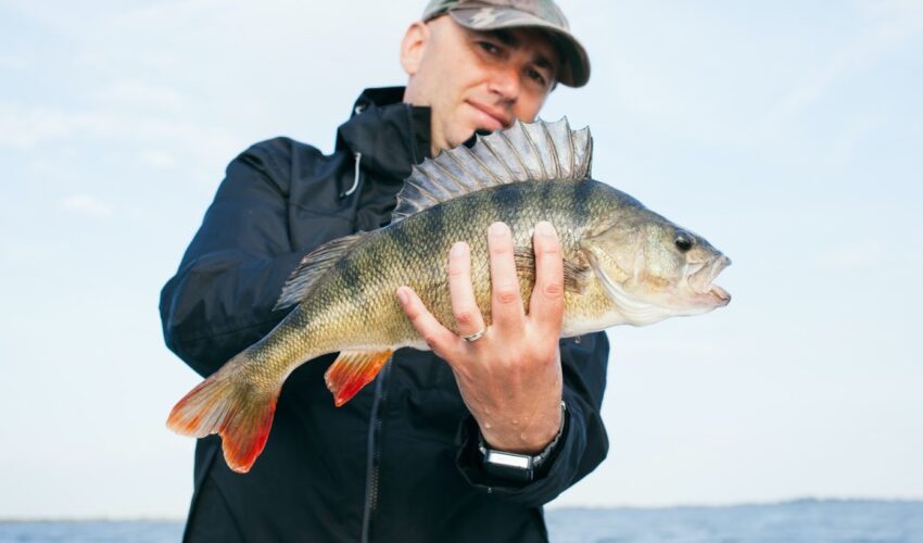 Fishing for Perch
