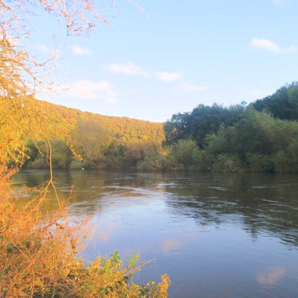 One mile stretch of the River Wye for sale a few miles downstream of Hereford