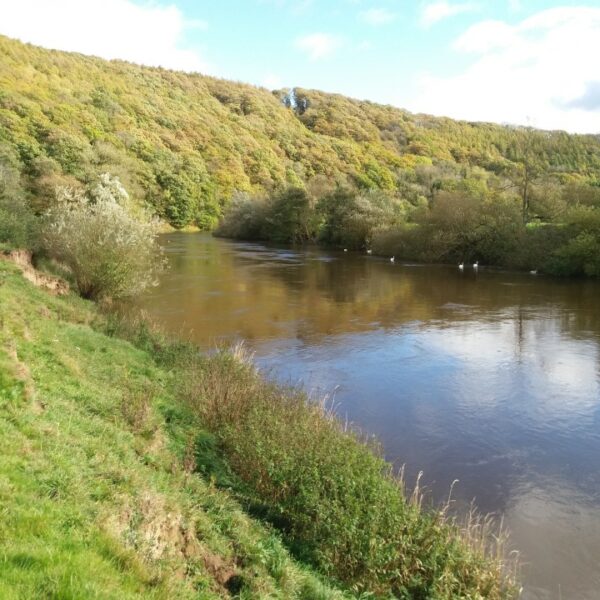 One mile stretch of the River Wye for sale a few miles downstream of Hereford