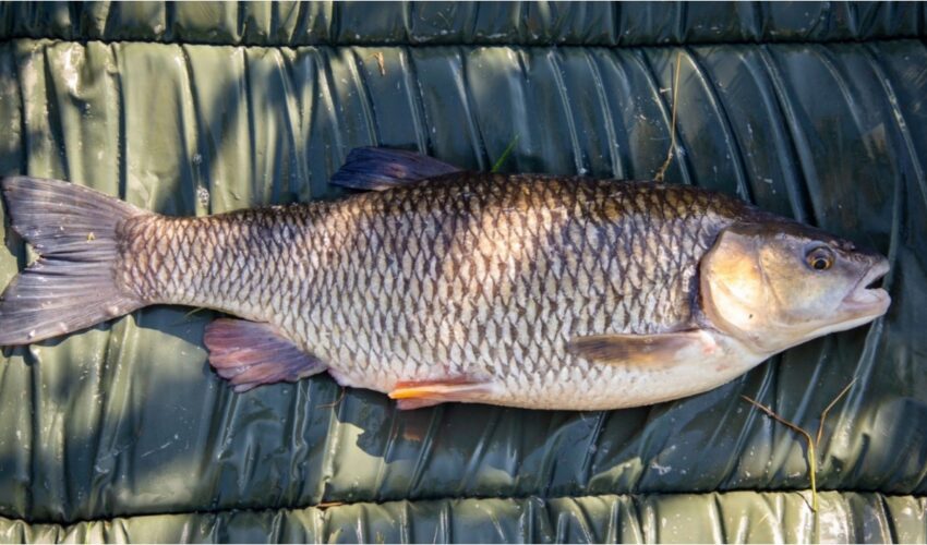 Late summer chub fishing