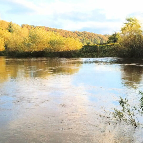 One mile stretch of the River Wye for sale a few miles downstream of Hereford