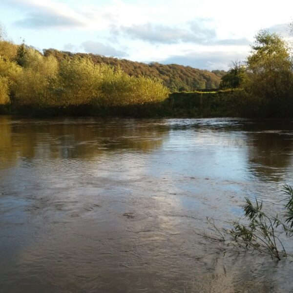 One mile stretch of the River Wye for sale a few miles downstream of Hereford