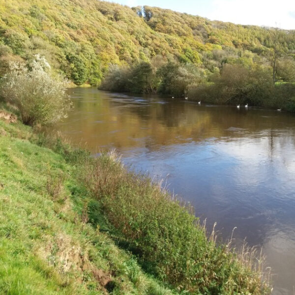 One mile stretch of the River Wye for sale a few miles downstream of Hereford