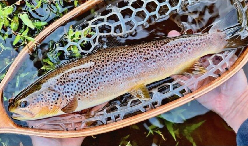 Brown Trout: A fishing guide