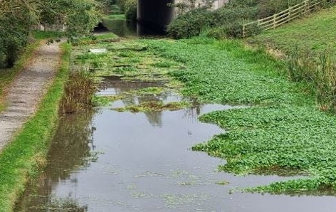 Apply now for help to beat invasive species