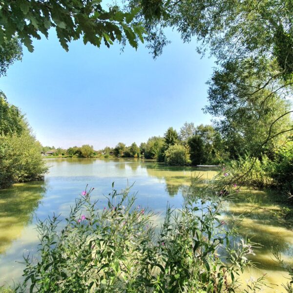 A lake surrounded by greenery